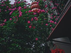 -老门东历史文化街区