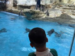 -帝企鹅自助餐厅•儿童岛•真企鹅(长隆企鹅酒店)