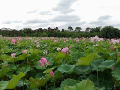 -武汉紫薇都市田园