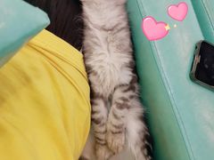 -十年猫舍·猫咪专门店(普陀店)