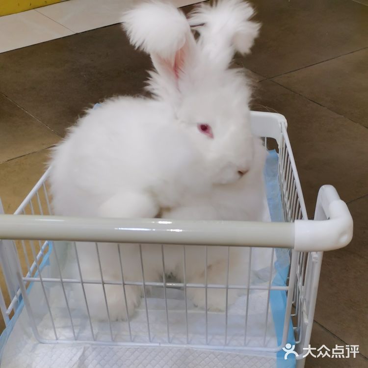 成都必打卡项目，安哥拉巨兔馆