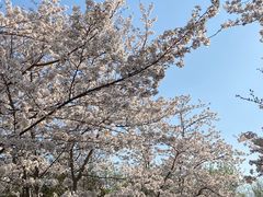 -顾村公园