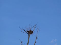 -洋湖国家湿地公园