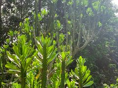 -中国科学院西双版纳热带植物园