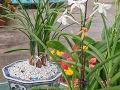 -北京植物园-展览温室