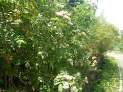 -白鹭湾湿地公园