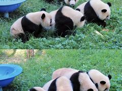 -成都动物园