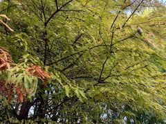 -昆山城市生态森林公园