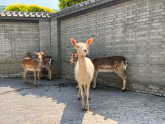 -北京野生动物园