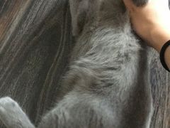 -喵zoo家庭繁育猫舍(尖东智能花园店)