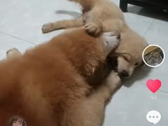 -创凡宠物医院·骨专科  猫科中心(西乡分院)