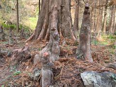 -小芝红树林