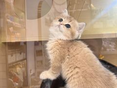 -钦宠·猫咪售卖·洗护·寄养(东圃旗舰店)