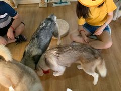 -Husky Go! 哈士奇体验馆·宠物咖啡厅狗咖