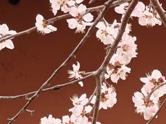 -桃花堤公园