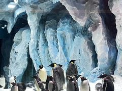 -帝企鹅自助餐厅•儿童岛•真企鹅(长隆企鹅酒店)