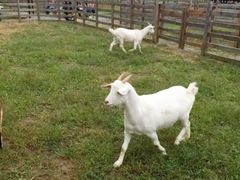 -前小桔亲子创意农场·草莓采摘·露营烧烤