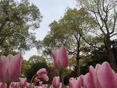 -上海鲜花港