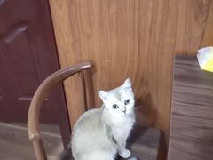 -楼上猫咖(罗湖店)