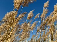 -野鸭湖国家湿地公园