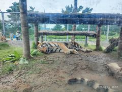 -西霞口神雕山野生动物世界
