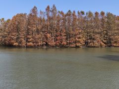 -上海海湾国家森林公园