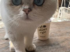 -喵屿·大理花园猫咖