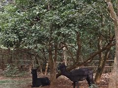 -海南热带野生动植物园