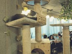 大堂-共舞时光猫咖·狗咖(新街口店)