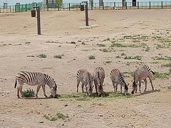 -新疆天山野生动物园