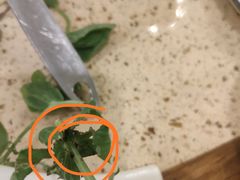 -杨记山珍鸡煲菌汤锅