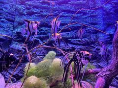 -上海海洋水族馆