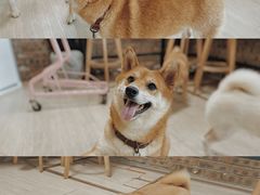 -柴犬高等学院·狗咖·柴犬售卖·宠物训练