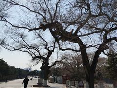 -北陵公园