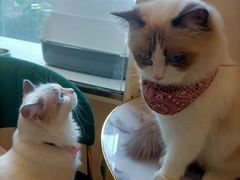 -喵喵咪呀布偶猫咖(春熙路店)