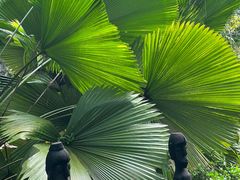 -新加坡植物园