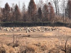 -溱湖国家湿地公园