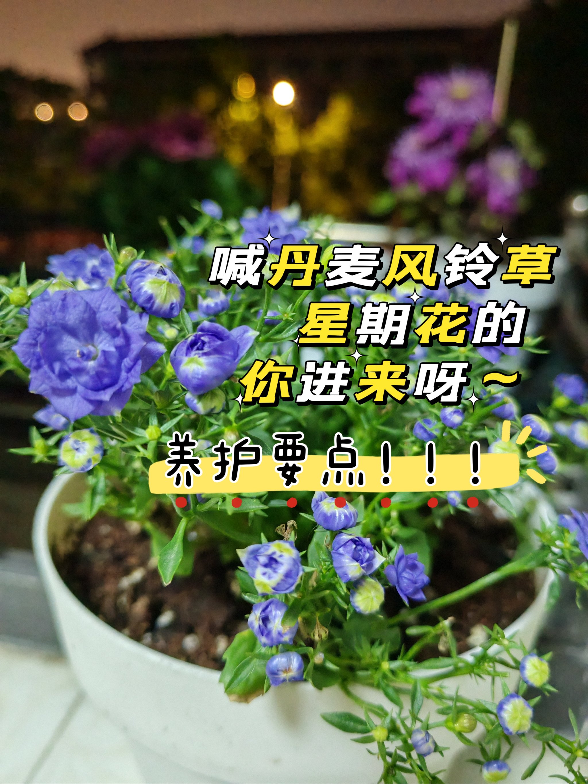 丹麦风铃花修剪方法图片