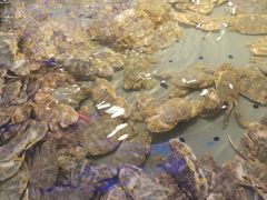 -澜悦港海鲜体验主题餐厅