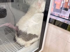 -牧马人宠物医院