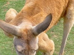 -泉州海丝野生动物世界