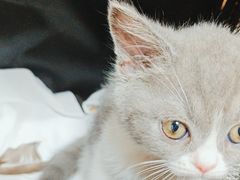 -瑞派康怡24h宠物医院·犬猫医疗中心·微创绝育(瑞景分院)