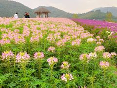 -径山花海