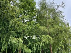 -合肥滨湖国家森林公园