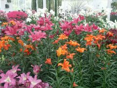 android_upload_pic-上海鲜花港