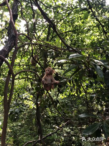 张家界森林公园真的好美，建议大家不要赶在公共假期去