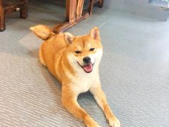 -柴源莊·柴小宠柴犬咖啡