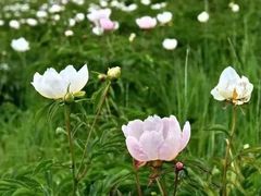 -乌拉盖芍药谷景区