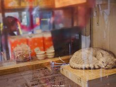 -猫咪博物馆(顶澳仔猫街店)