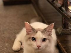 -more than meow吴止猫主题餐厅(承德 中船汇店)